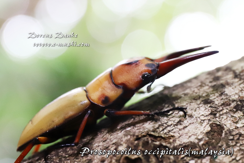 オキピタリスノコギリクワガタ マレーシア産