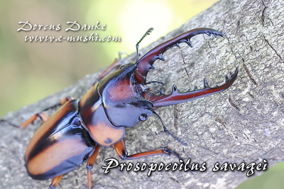 サバゲノコギリクワガタ_イメージ