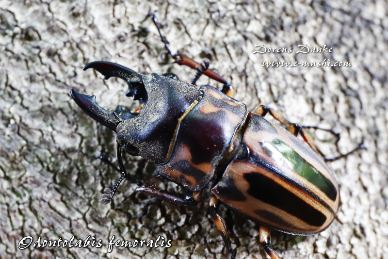 マレー産ゼブラノコギリクワガタ