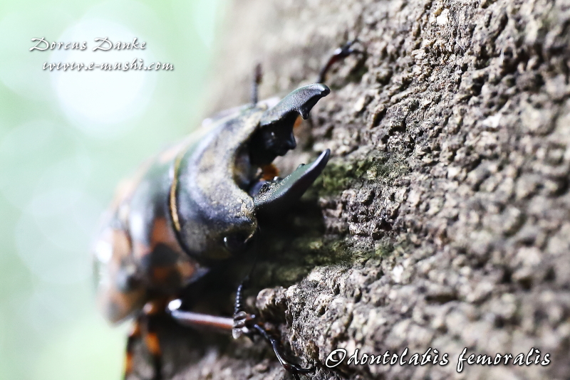 マレー産ゼブラノコギリクワガタ