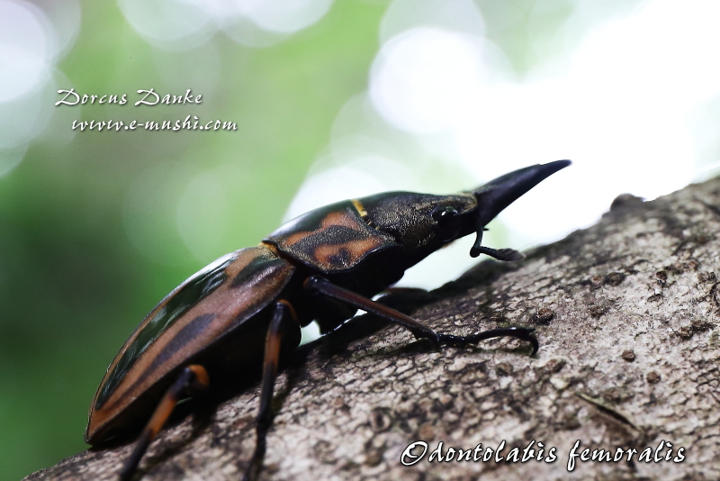 マレー産ゼブラノコギリクワガタ