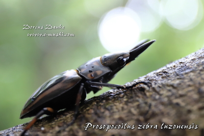 ゼブラノコギリクワガタ・ルゾネンシス_イメージ