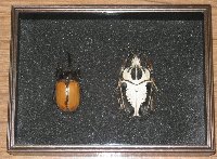 シーラ箱（ブラック）