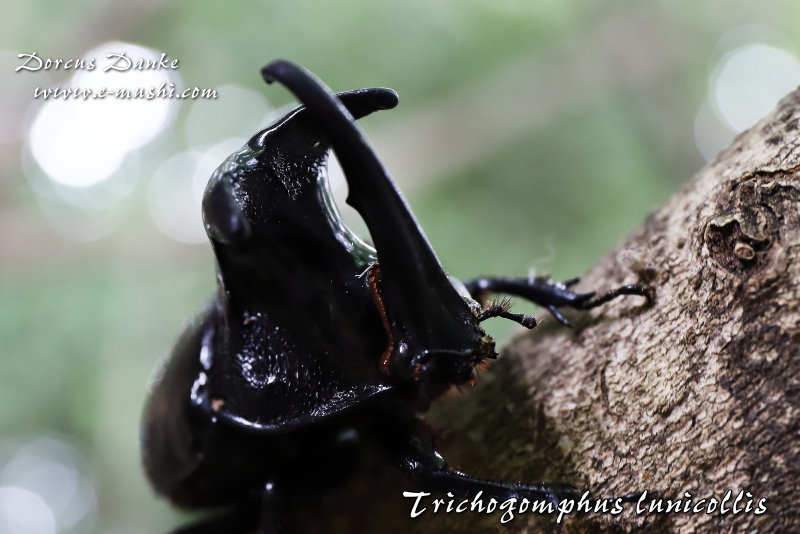 オオツノメンガタカブト