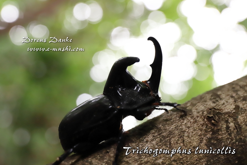 オオツノメンガタカブト