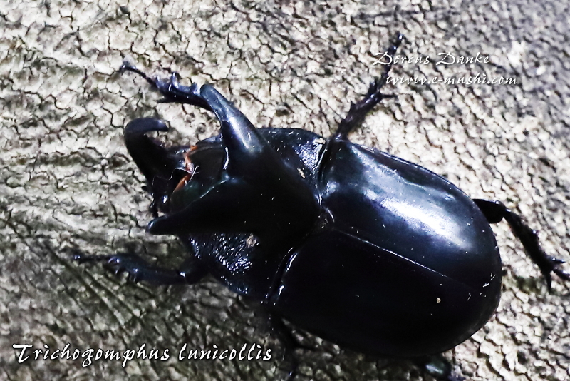 オオツノメンガタカブト