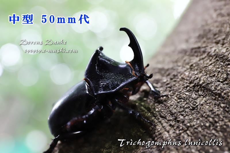 オオツノメンガタカブト