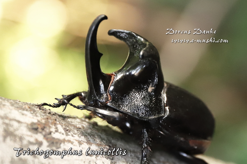 オオツノメンガタカブト｜ドルクスダンケ