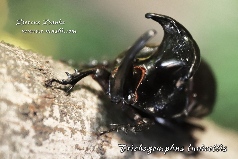 オオツノメンガタカブト