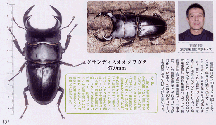 大夢Ｂ　菌糸瓶の実績