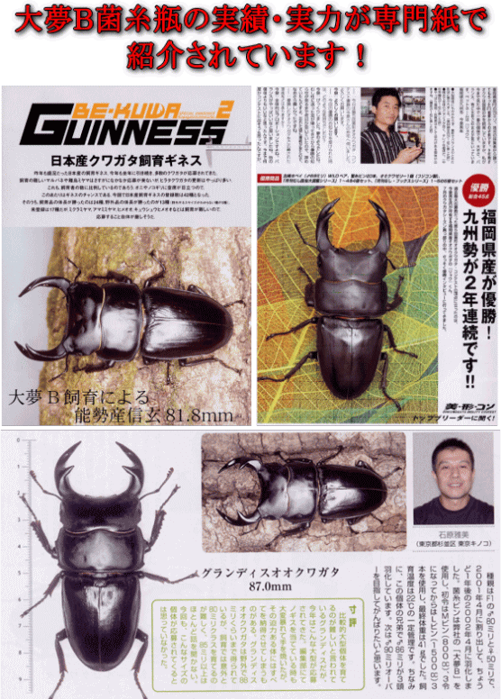 大夢B PROSPEC プロスペック 菌糸ビン 実績