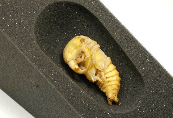 おすすめ商品画像