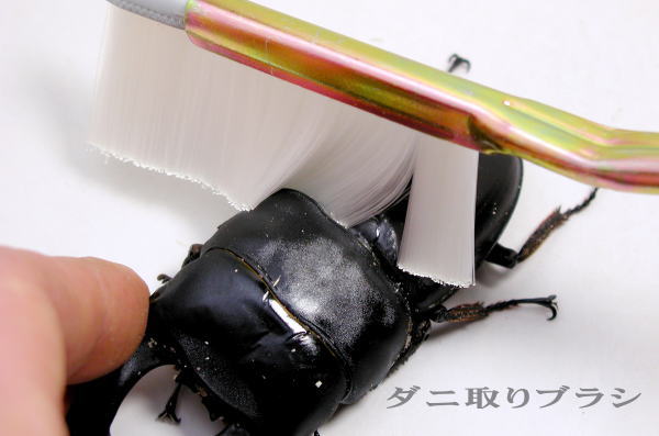 ダニ取りブラシ