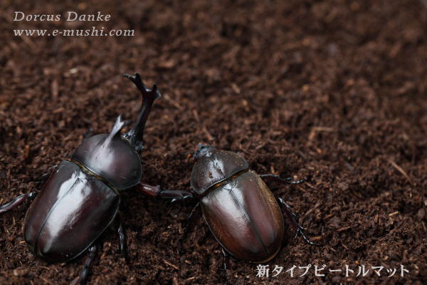 おすすめ商品画像