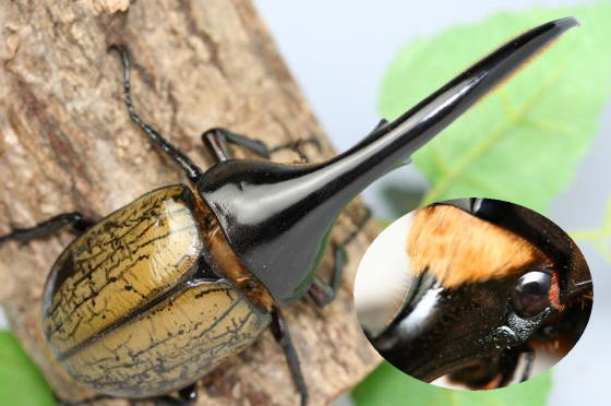 ヘラクレスオオカブト