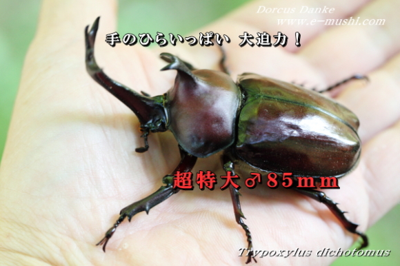カブトムシ ギネスサイズ クラス
