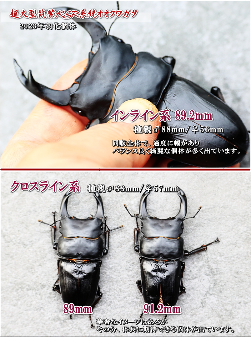 タイプG 菌糸瓶 菌糸ビン｜ドルクスダンケ