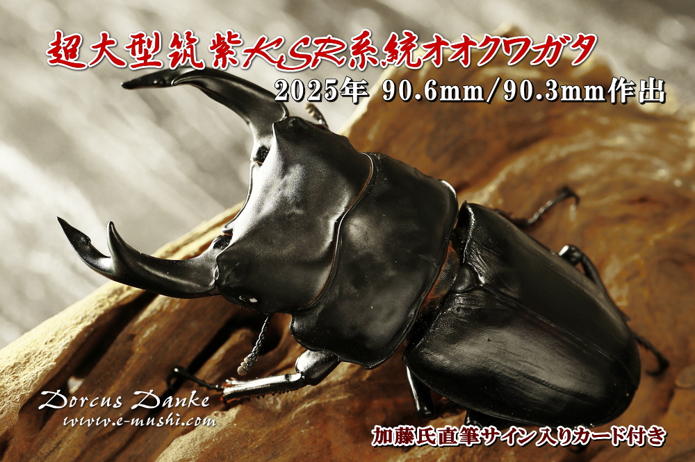 オオクワガタ成虫90mm