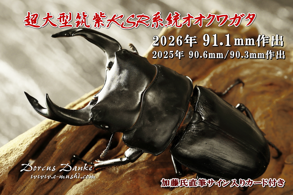 オオクワガタ成虫90mm