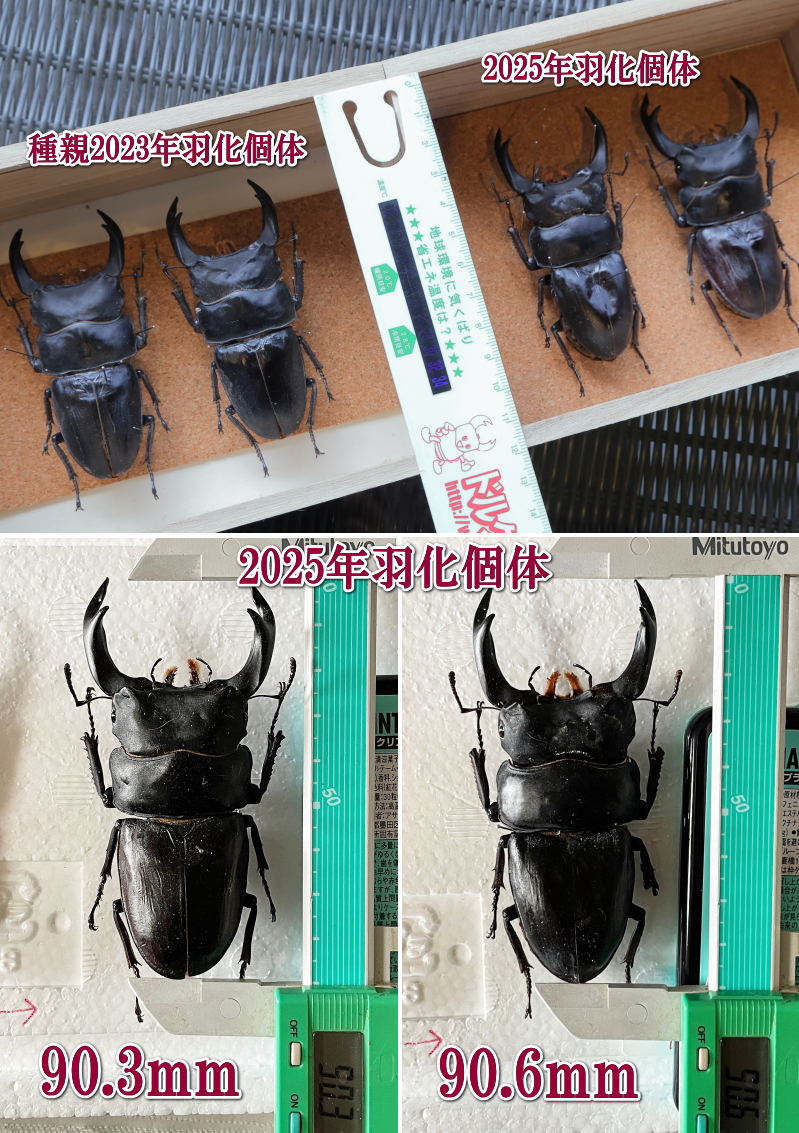 オオクワガタ成虫 90mm 2025