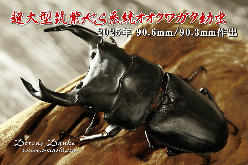オオクワガタ成虫90mm