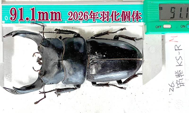 オオクワガタ成虫 91mm 2026