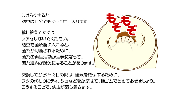 タイプＧ　菌糸瓶 5