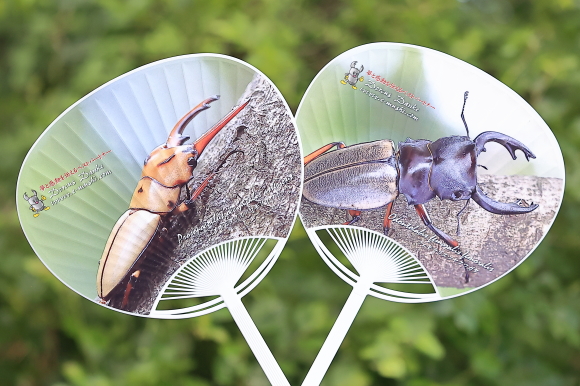 クワガタ カブトムシの うちわ_イメージ