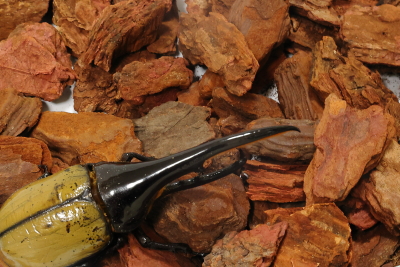 クワガタ・カブトムシ用止まり木 バークチップ